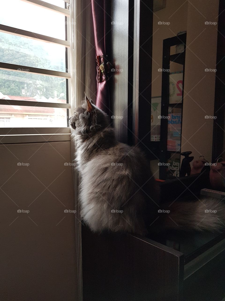cat sitting on the dressing table