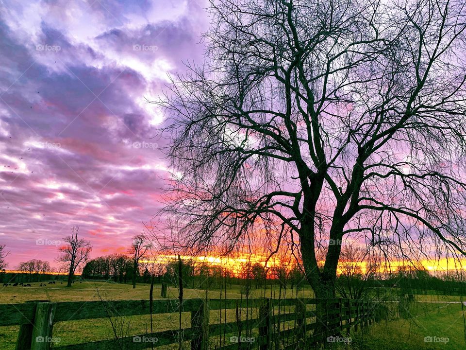 Beautiful bright colored purple pink sunset in the background with tree silhouette and fence in the foreground