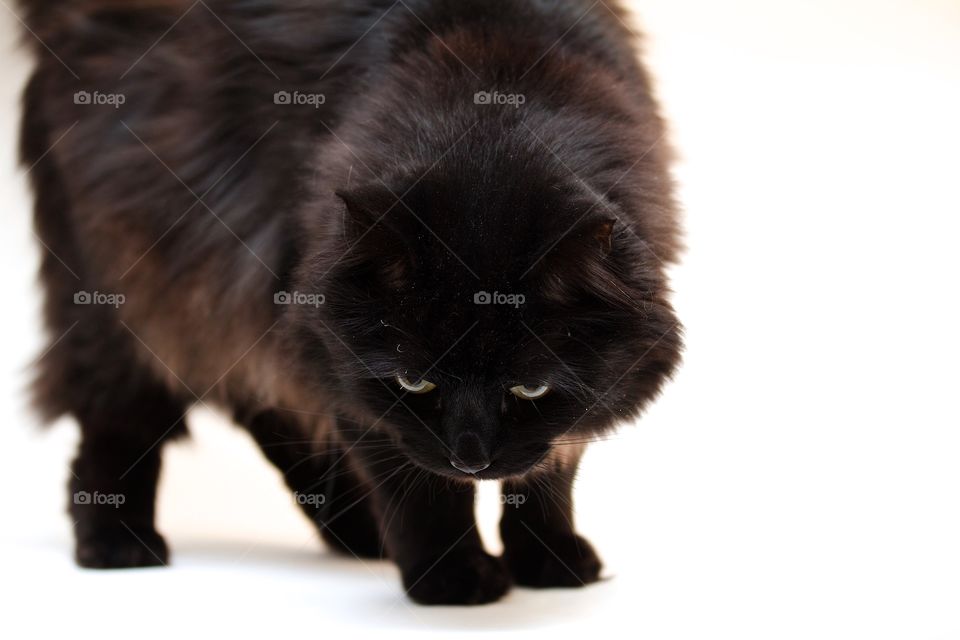 Brown Norwegian forest cat 