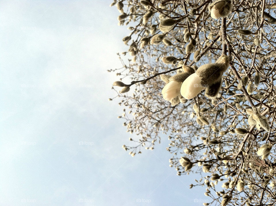 sky nature tree cherry by ren410