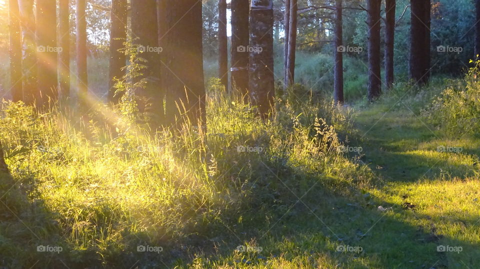 rays of sunlight in the forest of the Urals Russia