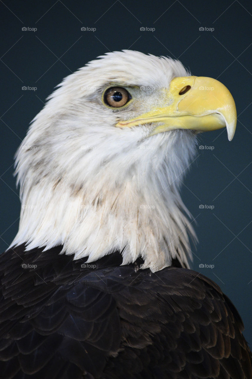 Profile of a Bald Eagle