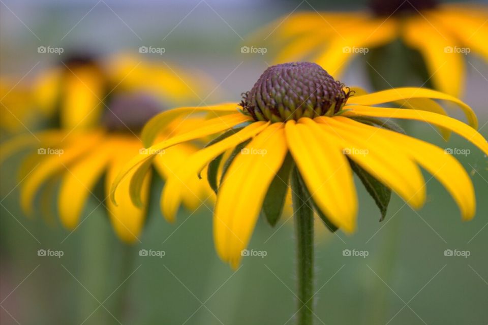 Gorgeous row of Black-eyed Susan flowers. 