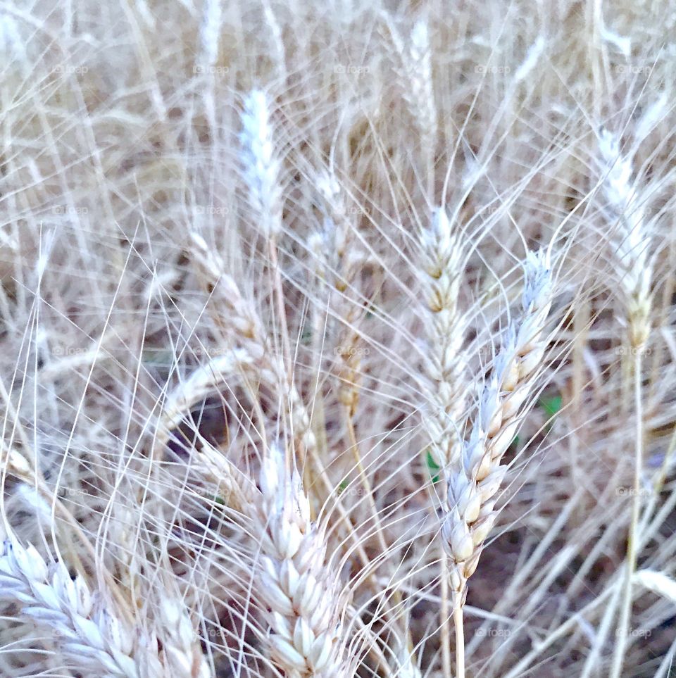 Close-up of wheat plant in field