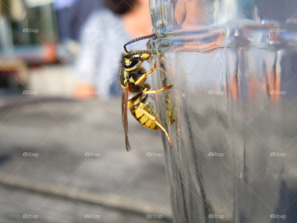 wasp insekt geting by MagnusPm