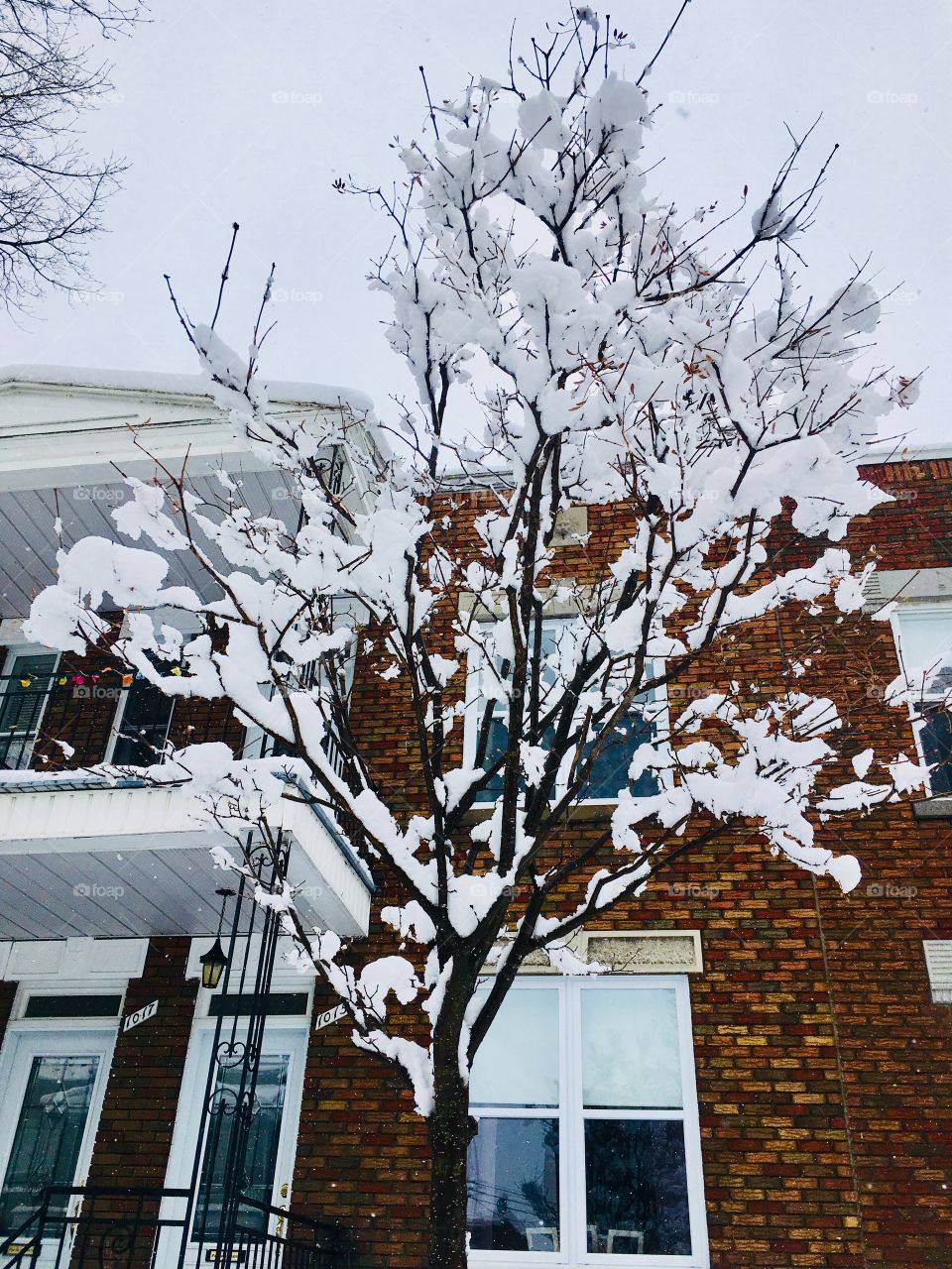 Tree Covered with Snow- March 14 2017- Montreal, Quebec, Canada 