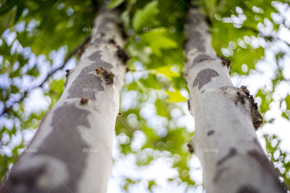 Close-up of two tree trunks