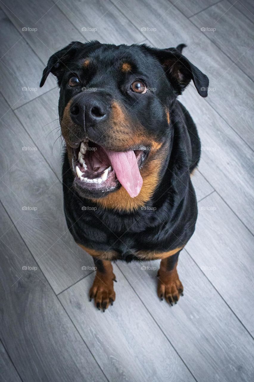 Ellie the Rottweiler, the cutest dog.