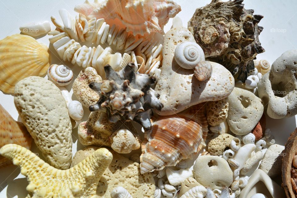 Seashell, Shell, Marine, Sea, Nature