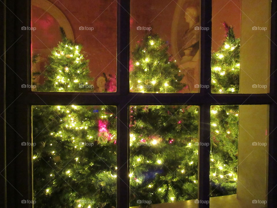 Christmas tree display at stourhead