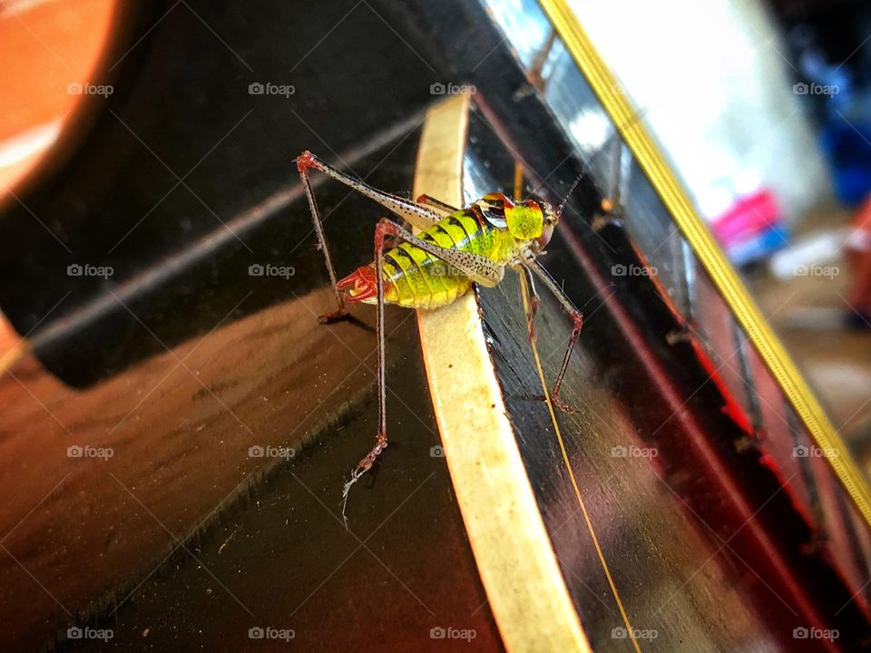 Grasshopper musician