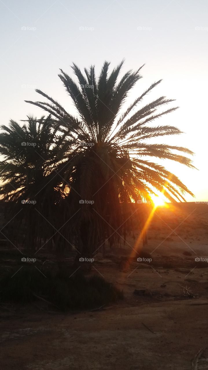Sunset in an oasis in the South of Guelmim,Morocco