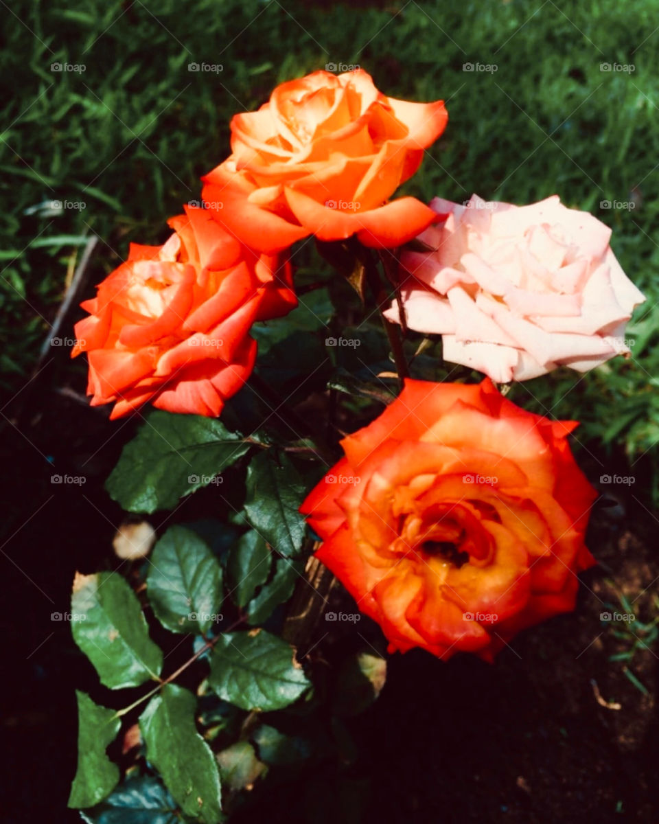 🌹 🇺🇸 Very beautiful flowers to brighten our day. Live nature and its beauty. Did you like the delicate petals? / 🇧🇷 Flores muito bonitas para alegrar nosso dia. Viva a natureza e sua beleza. Gostaram das pétalas delicadas?