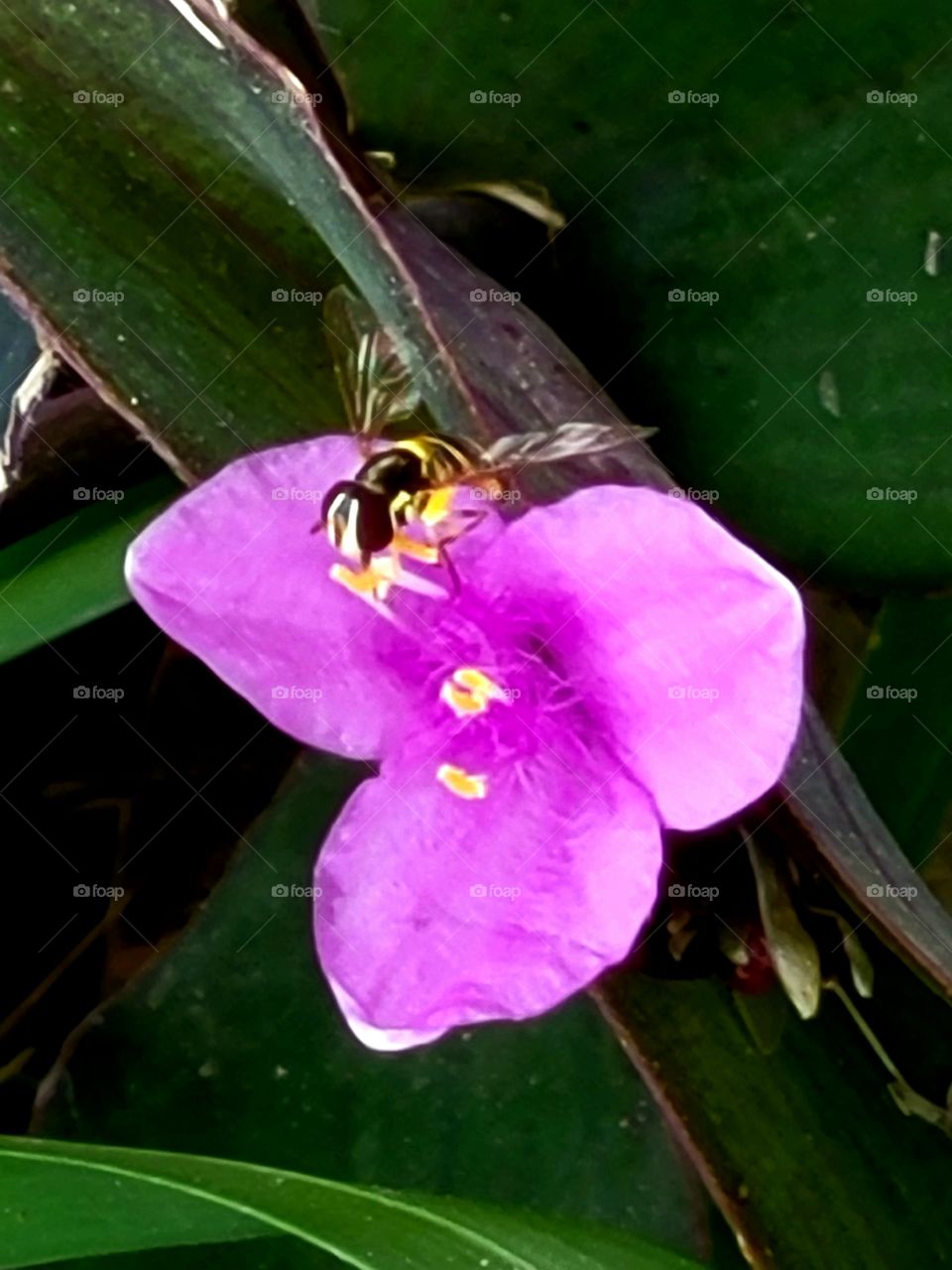 Nature's little helper, in mid flight.