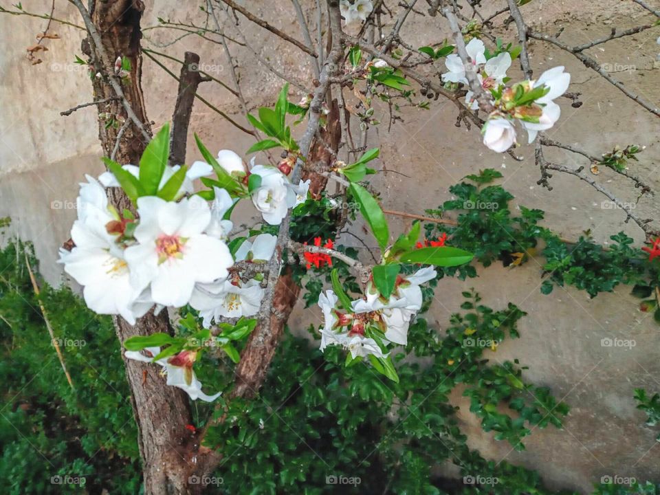 Almond blossom