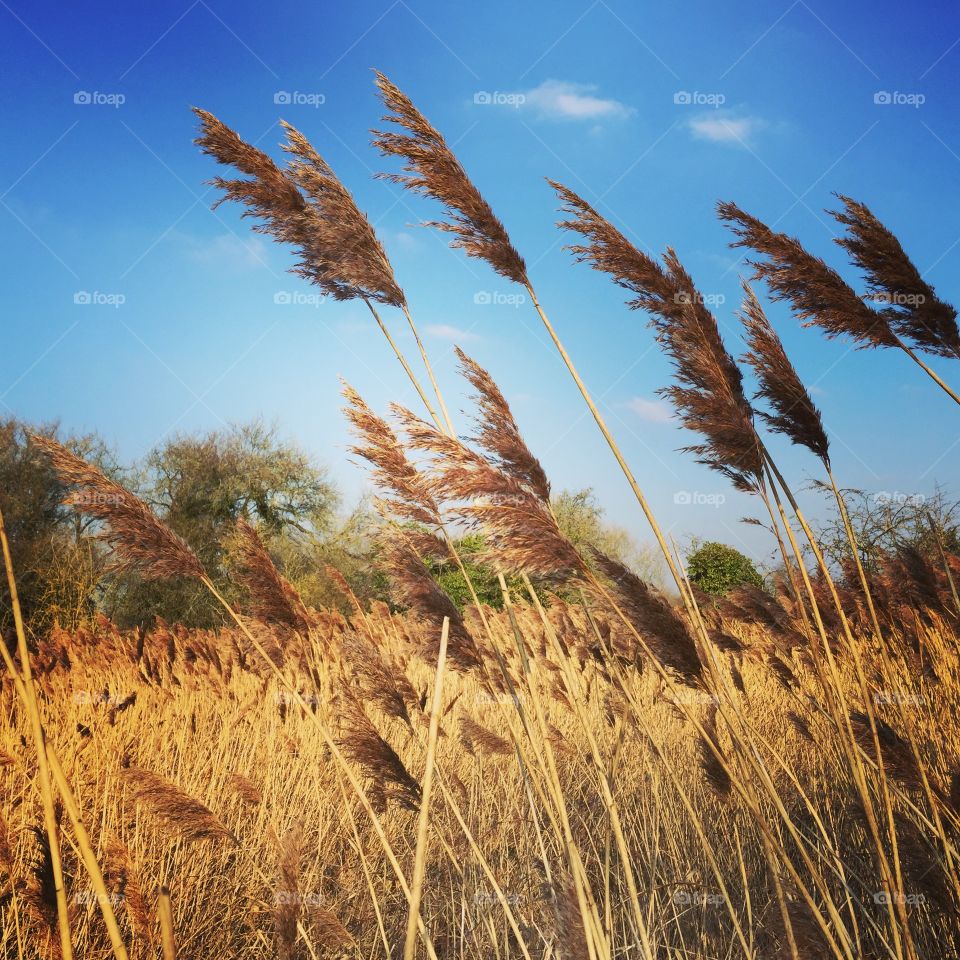Reeds in the wind and blue sky