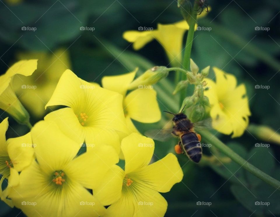 Bee#insect#flowers#color#nature