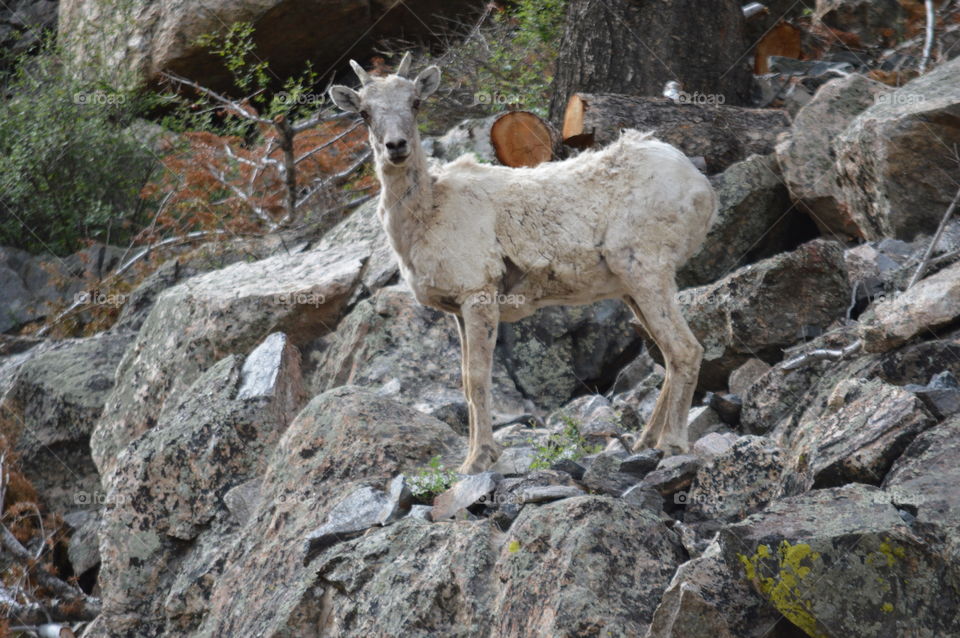 mountain goat