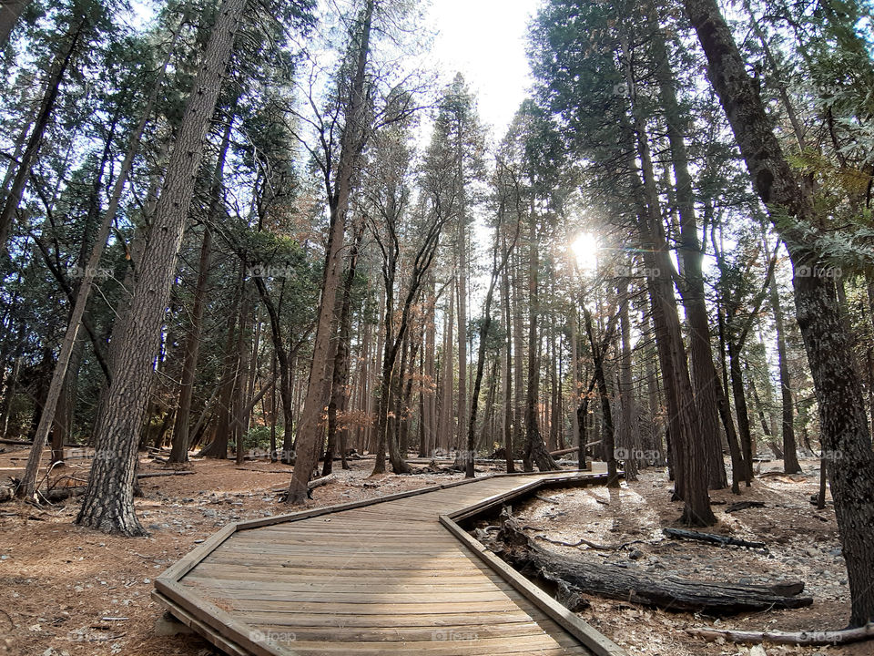 Yosemite national park, California (18/12/2018)