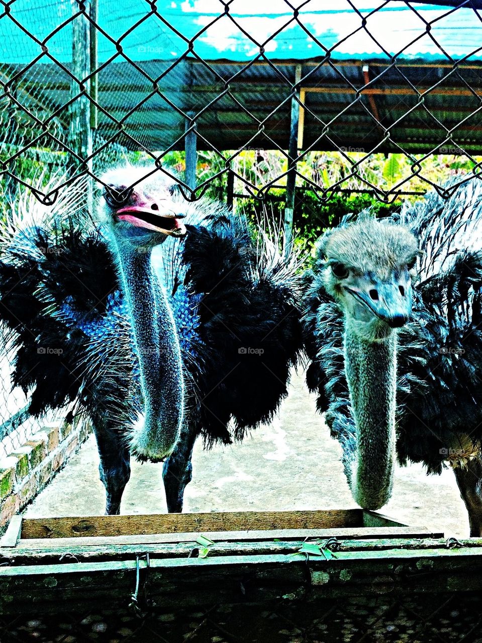 Ostriches 