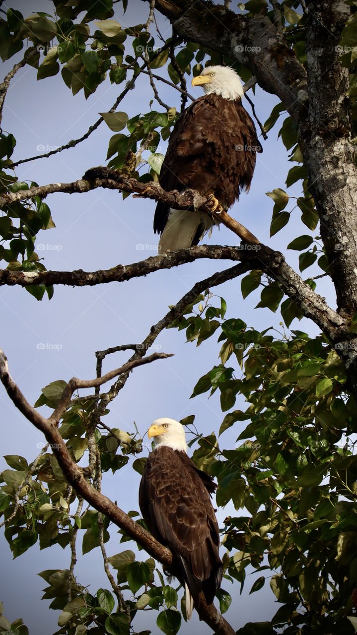 A mating pair of bald eagles overlook their surroundings while perched high in the trees