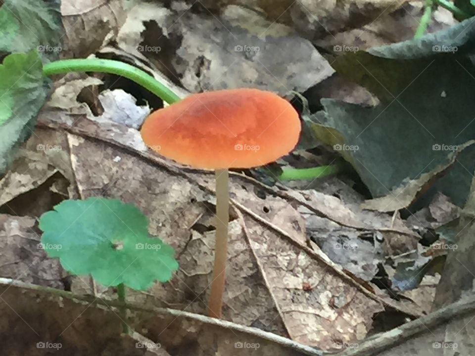 Orange mushroom, tiny