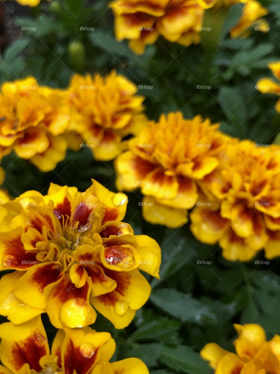 Marigolds and raindrops 