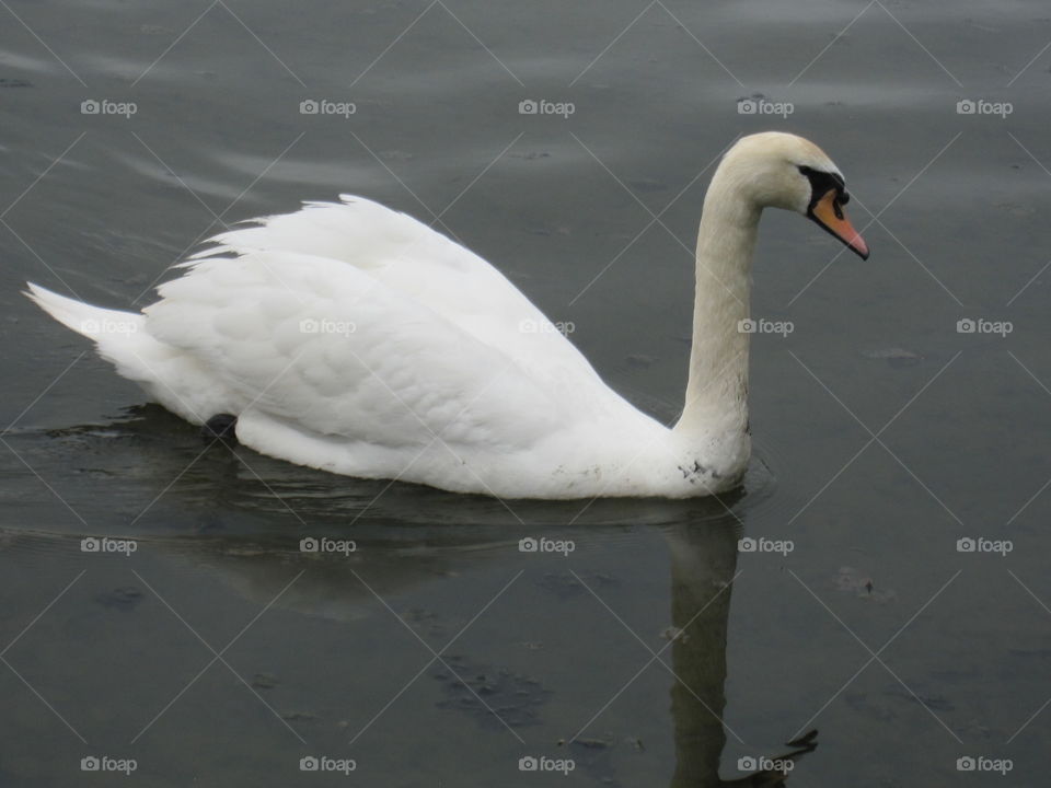 Bird, Swan, No Person, Wildlife, Waterfowl