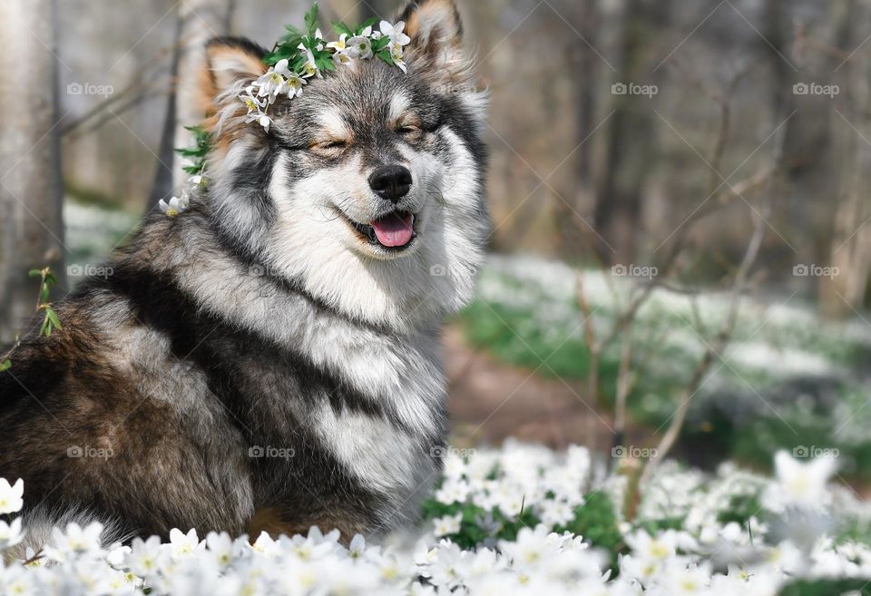 Dog wearing flower crown