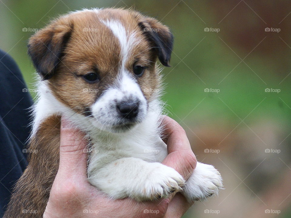 Close-up of puppy with owner