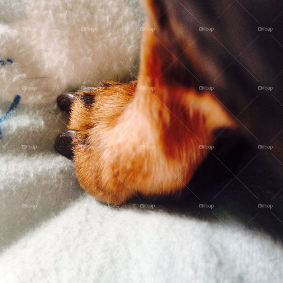 Dog paw