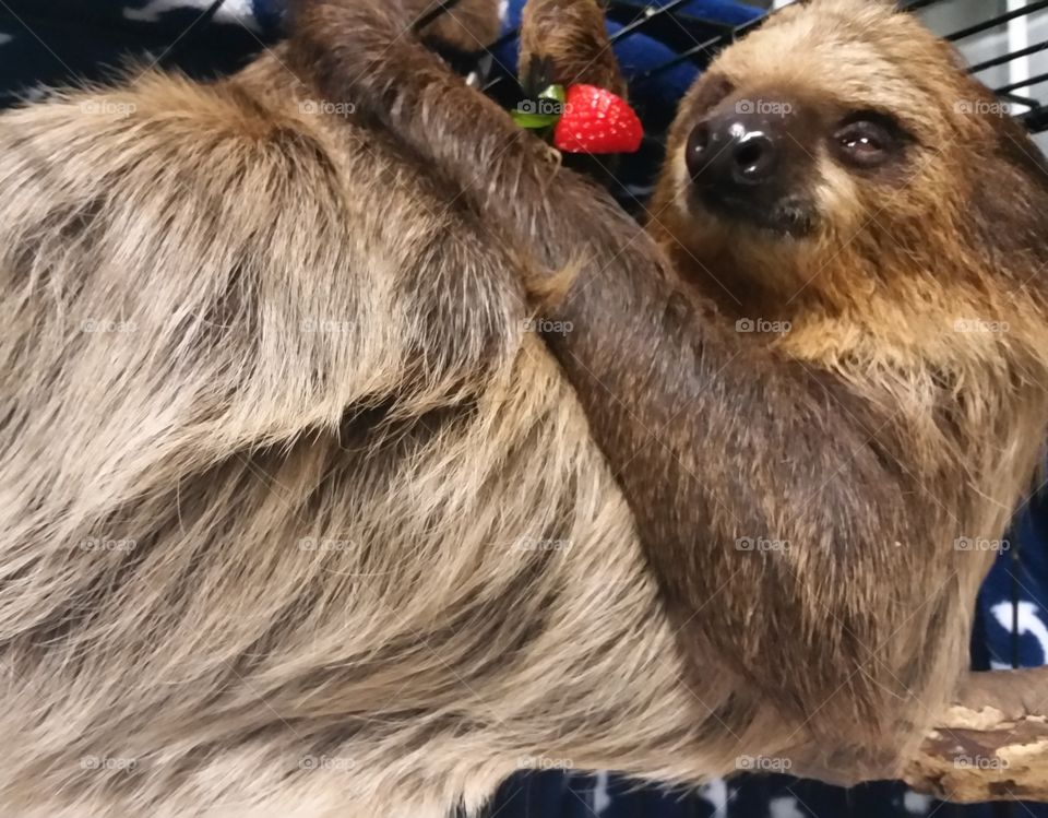 pet sloth