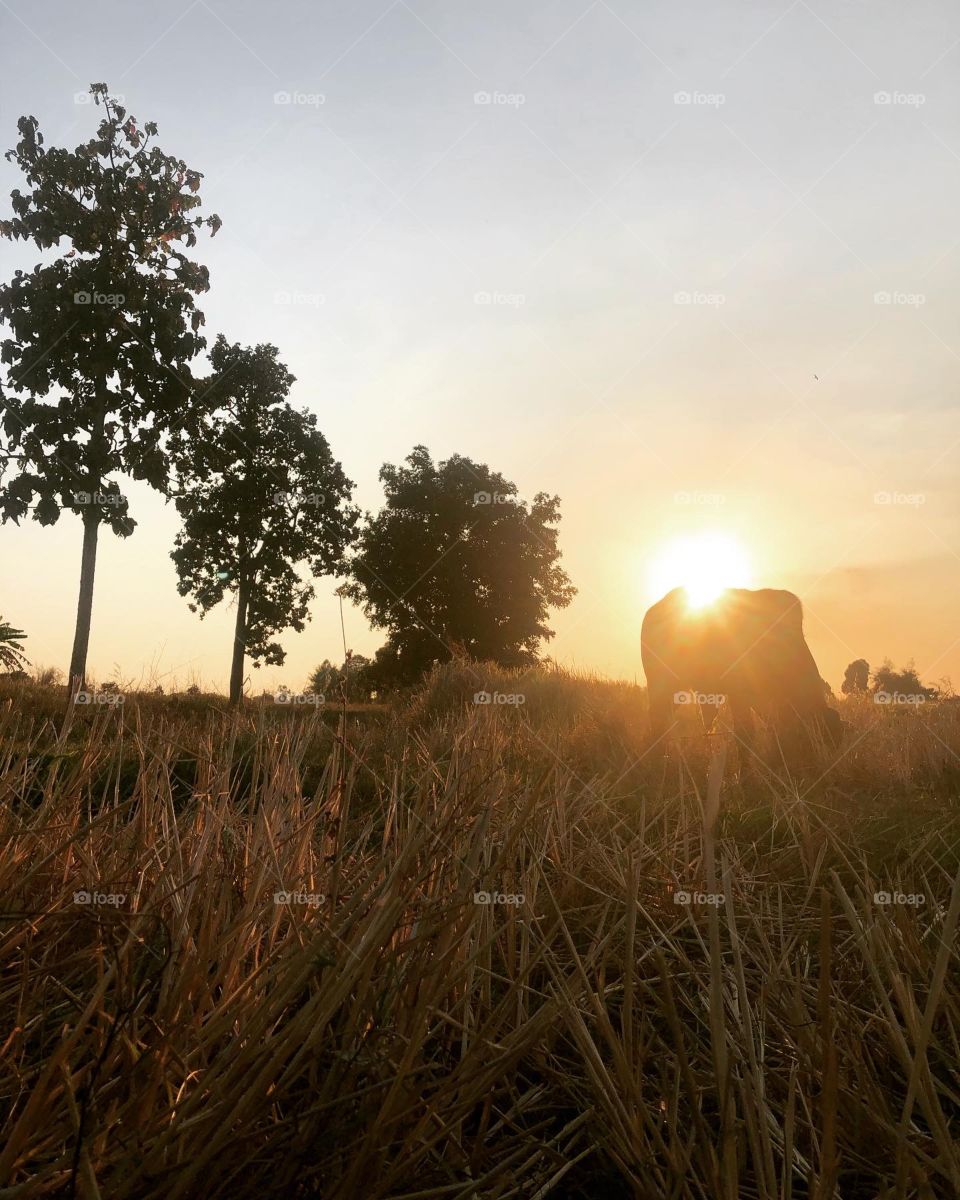 Beautiful sunset at country side 