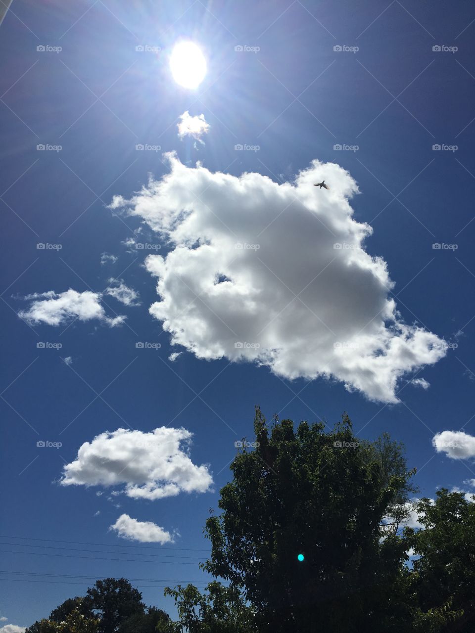 Bird on a Cloud