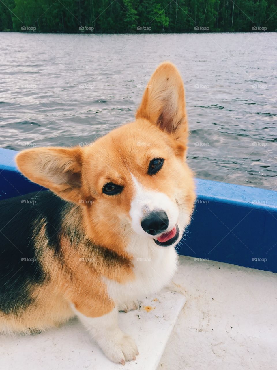 Cute dog sitting in a boat