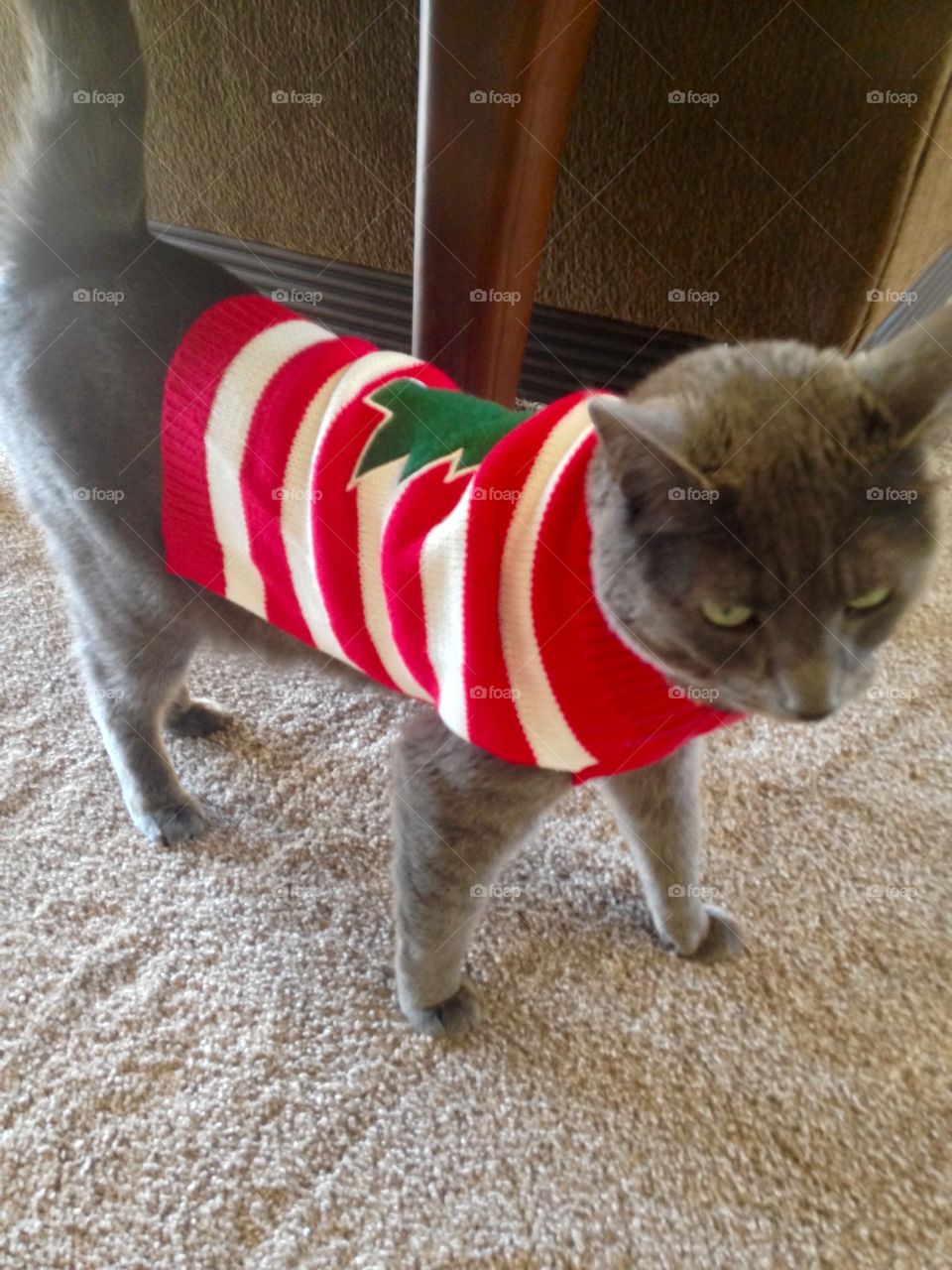 Kitty in a Christmas sweater
