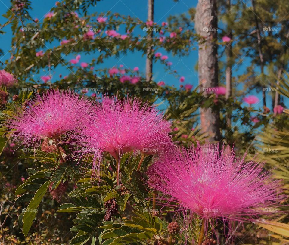 Beautiful magenta powderpuff blossoms.