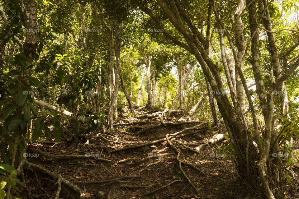 Forest trail in forest