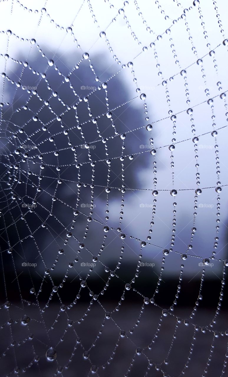 Close-up of spiderweb