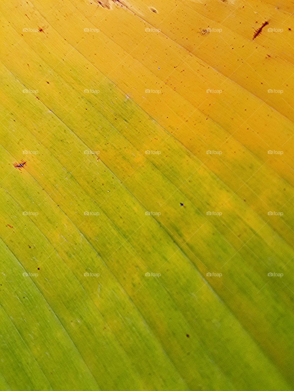 banana leaf