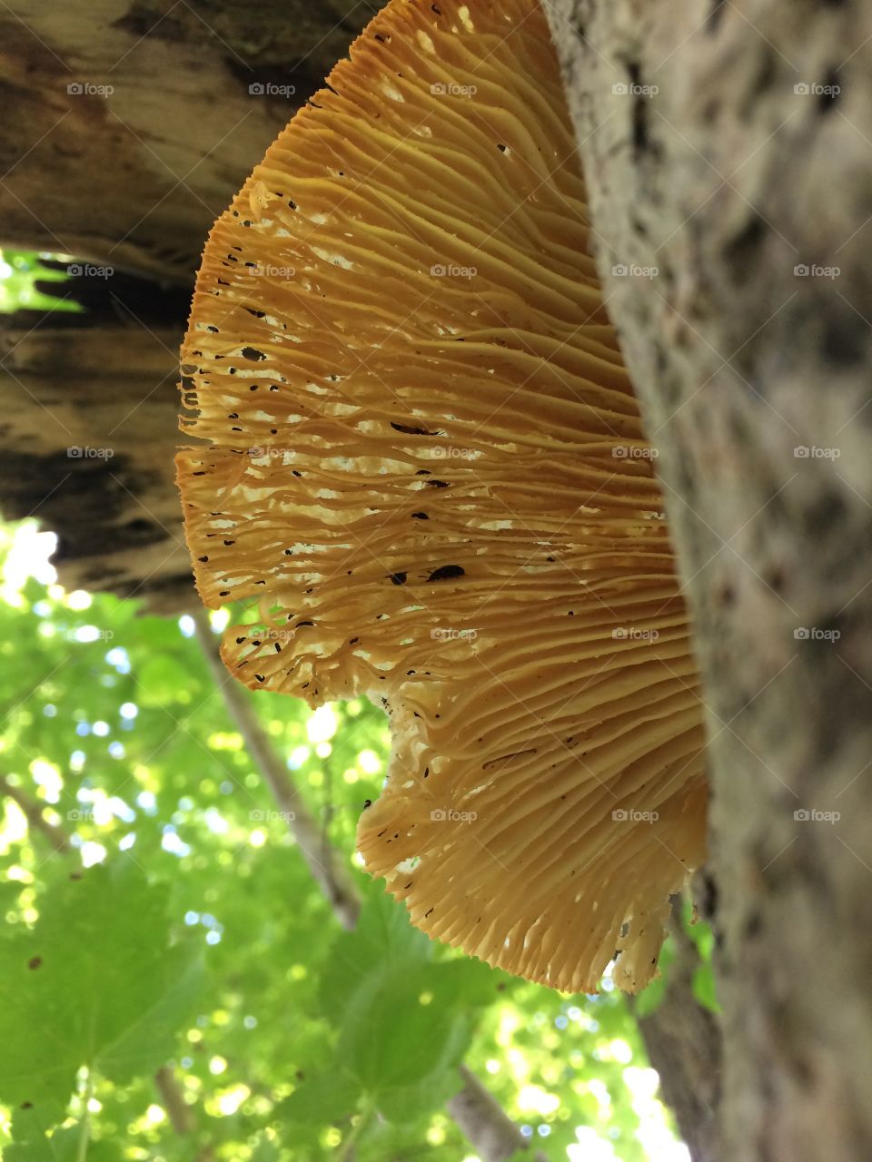 Decaying tree mushroom 