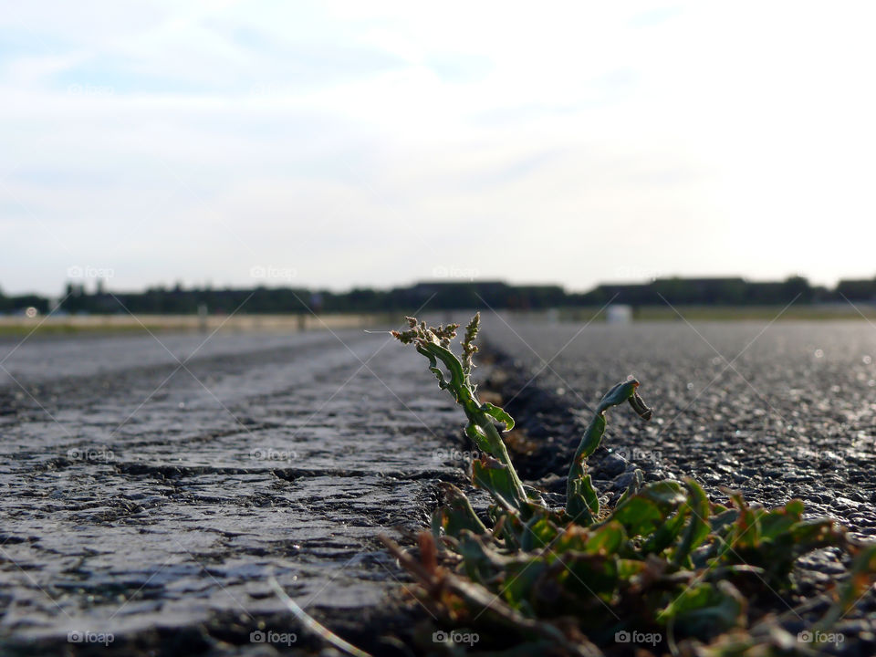 Macro shot of tiny plant growing out of torn asphalt.