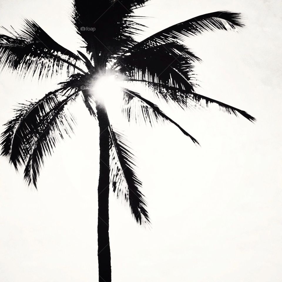 Palm Tree Silhouette