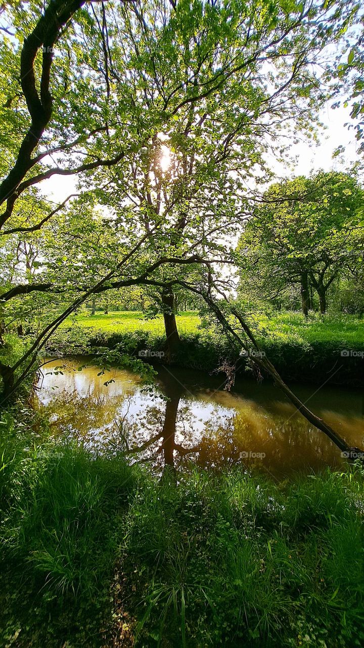 woodland on a sunny day with a shimmer of sunlight on the river and grass and reflection of trees 🌞🌳