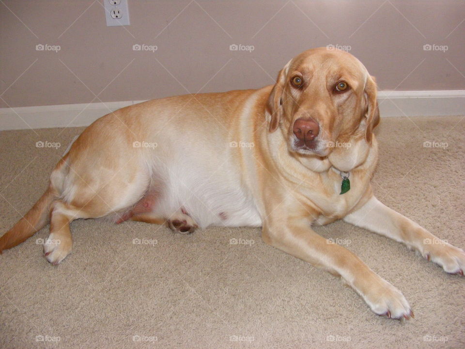 She is a yellow Labrador retriever.