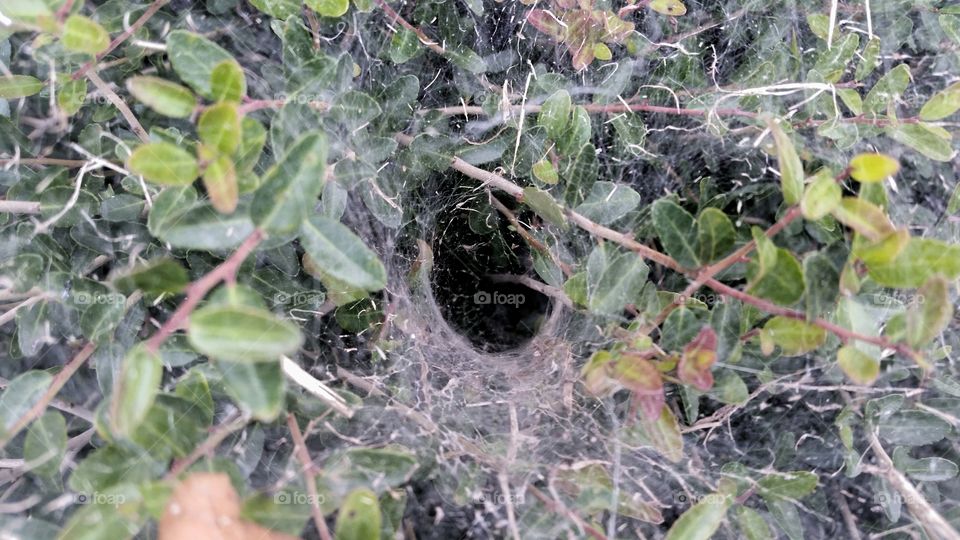 A Spider's Hideaway