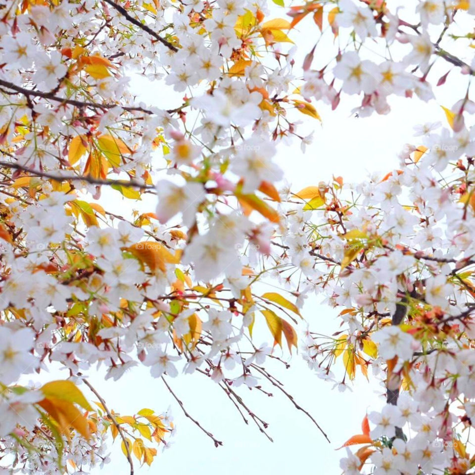 Cherry blossom japan