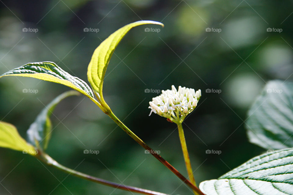 Spring foliage, blooming 