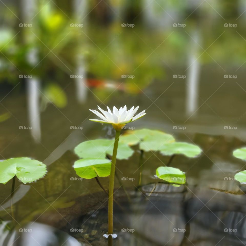 White lotus at Phnom Penh Cambodia