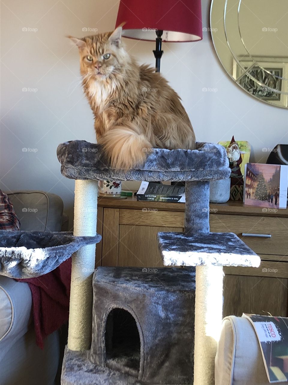 Maine coon